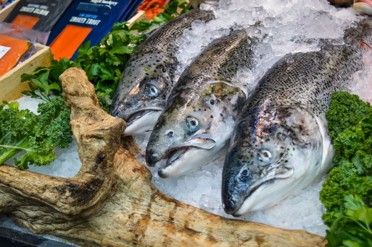 Où pêcher le saumon atlantique au Québec ? Régions, rivières et accès (Guide 2026)