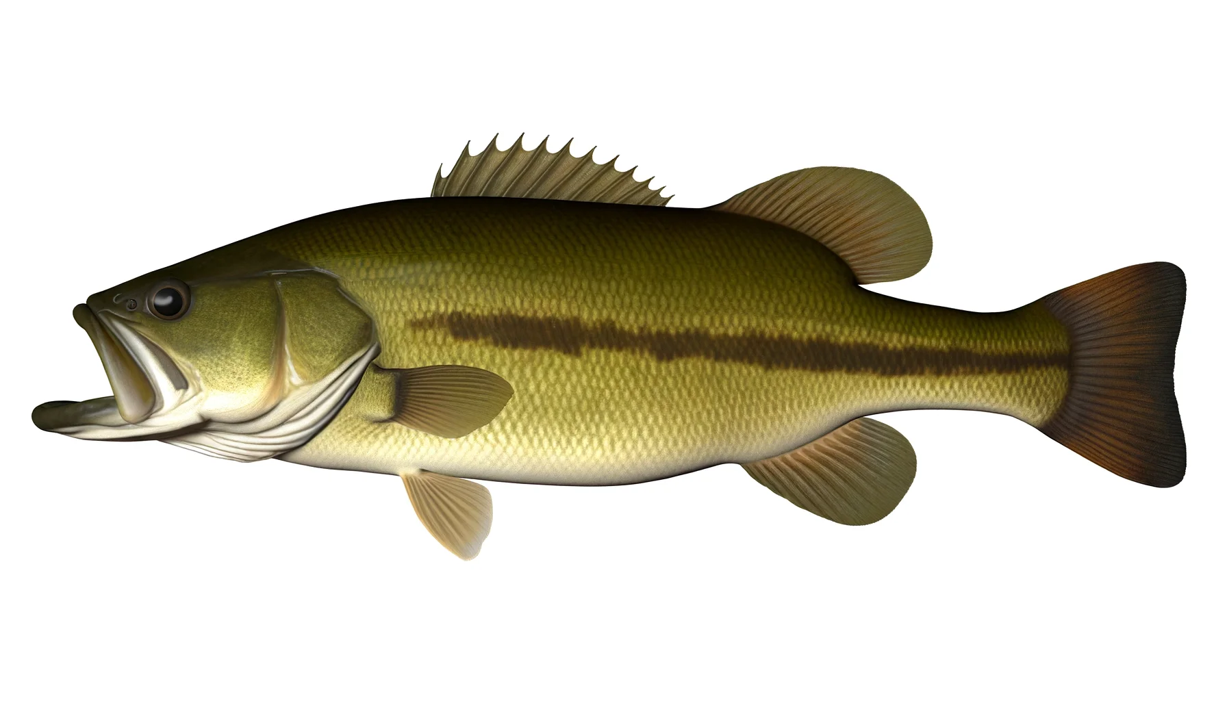 Achigan à grande bouche