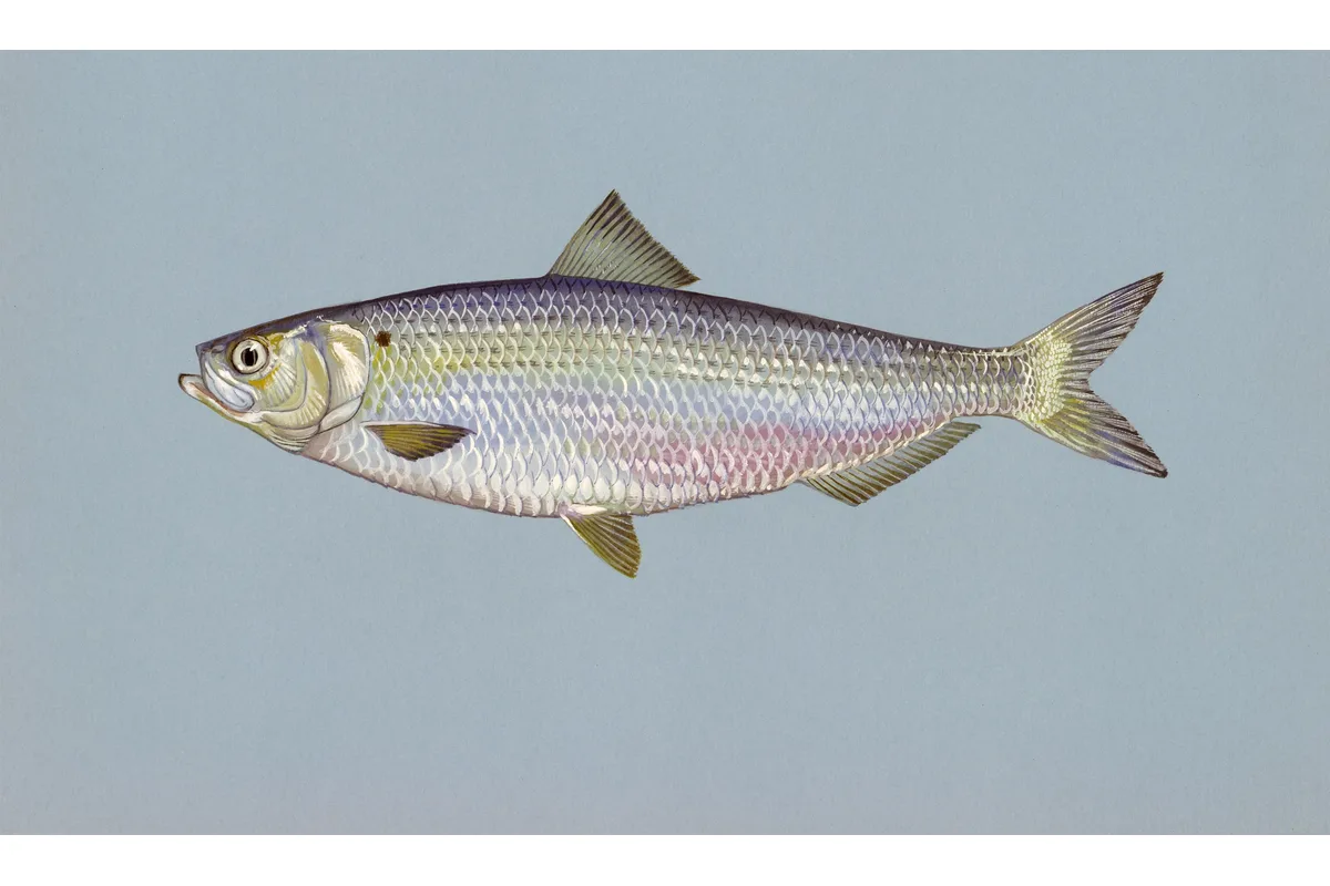 Alose d'été (Alosa aestivalis) | Pêche Québec | Pêcheur Québec