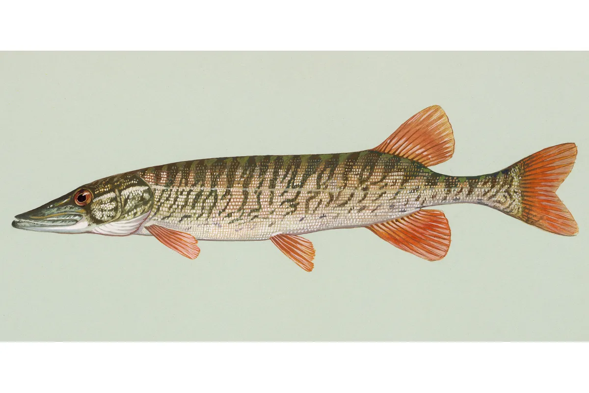 Brochet d'Amérique