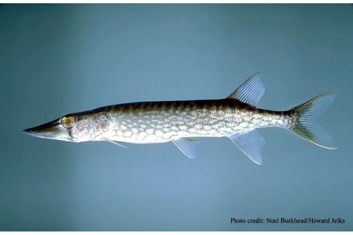 Brochet maillé