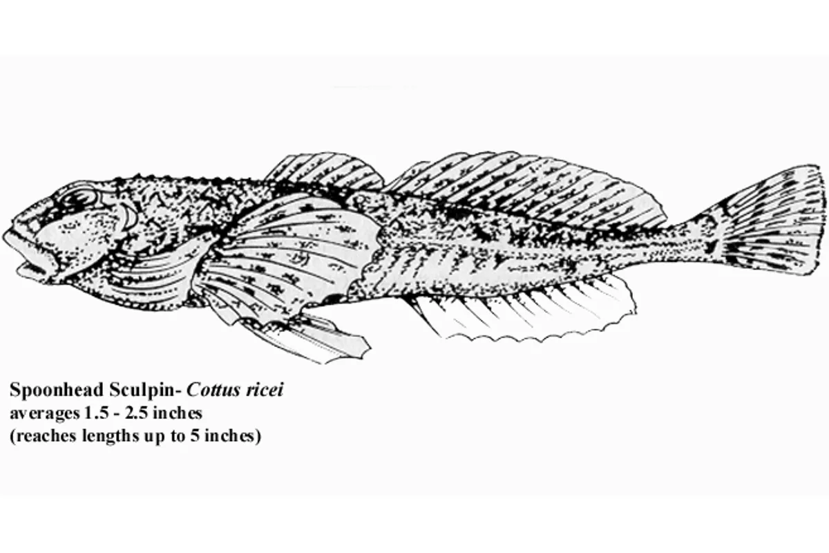 Chabot à tête plate