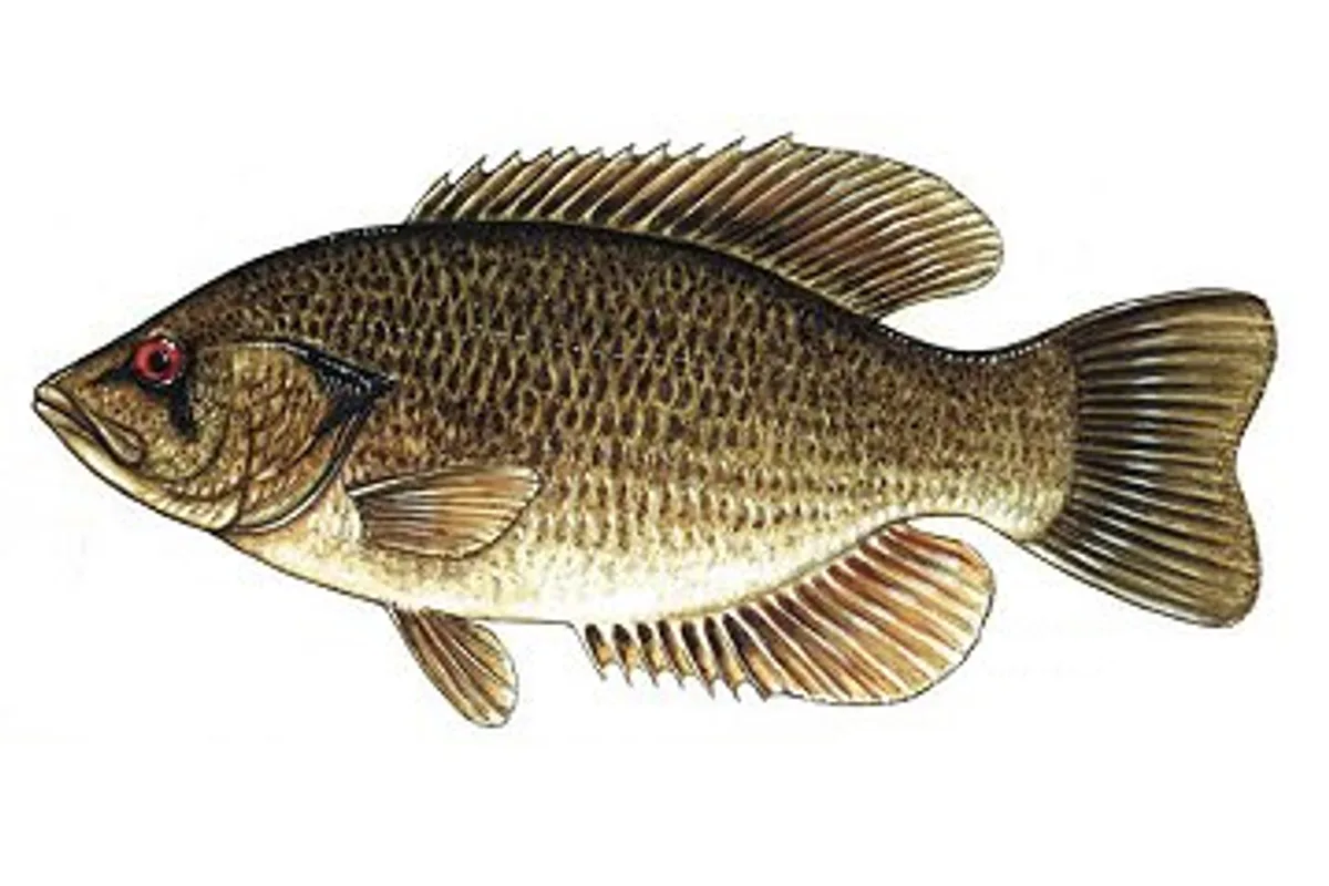 Crapet de roche