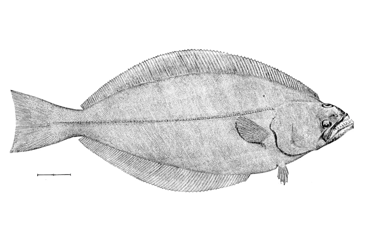 Flétan du Groenland