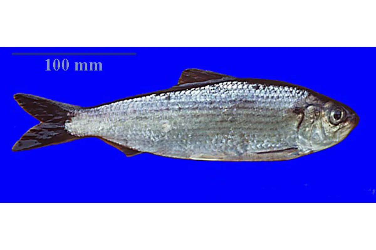 Gaspareau