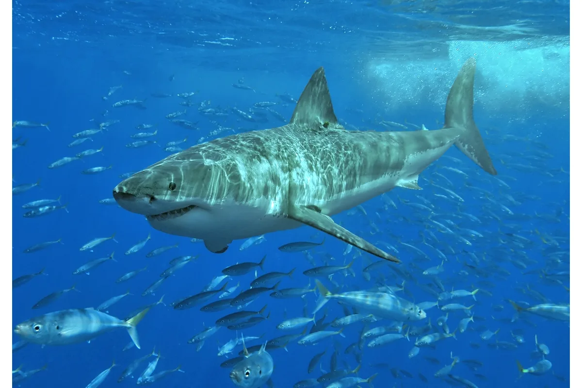 Grand requin blanc
