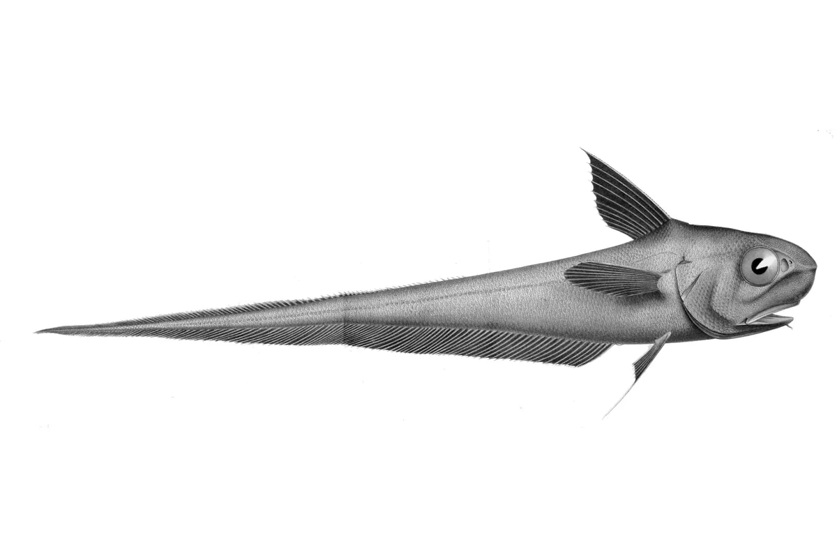 Grenadier de roche
