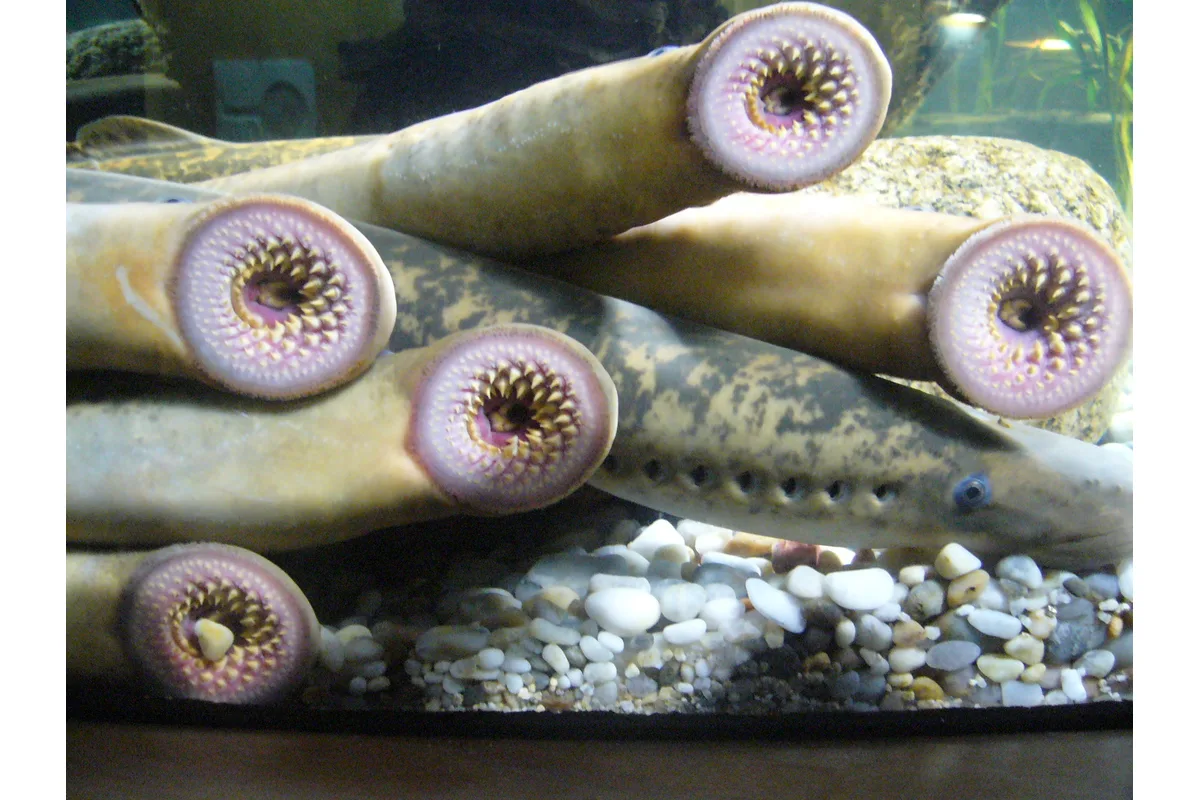 Lamproie marine