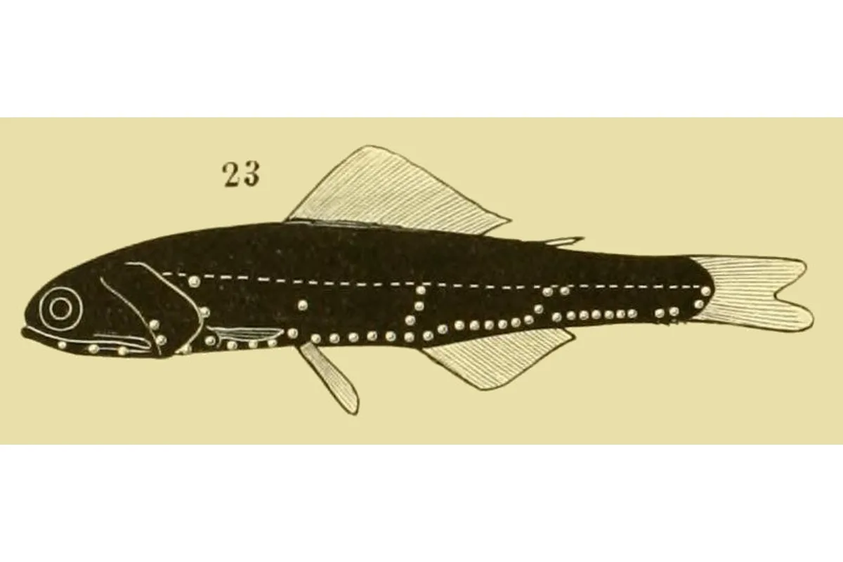 Lanterne
