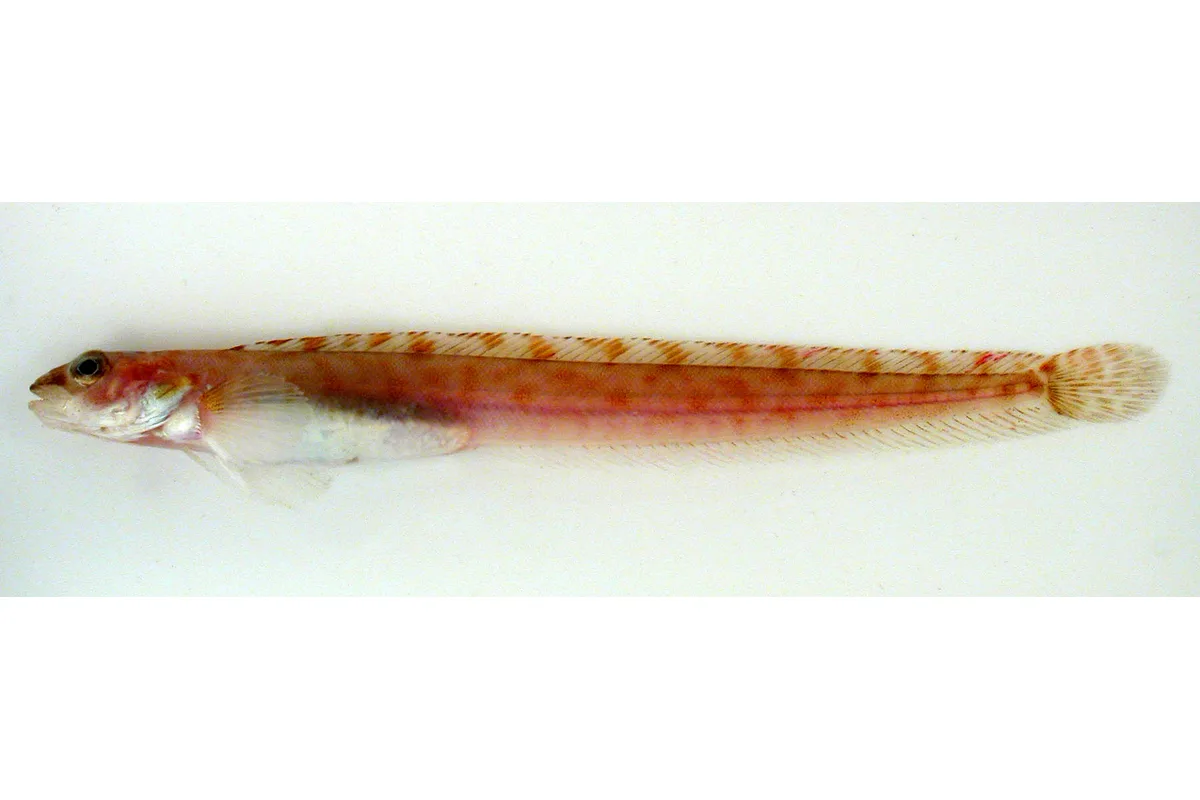 Lompénie naine