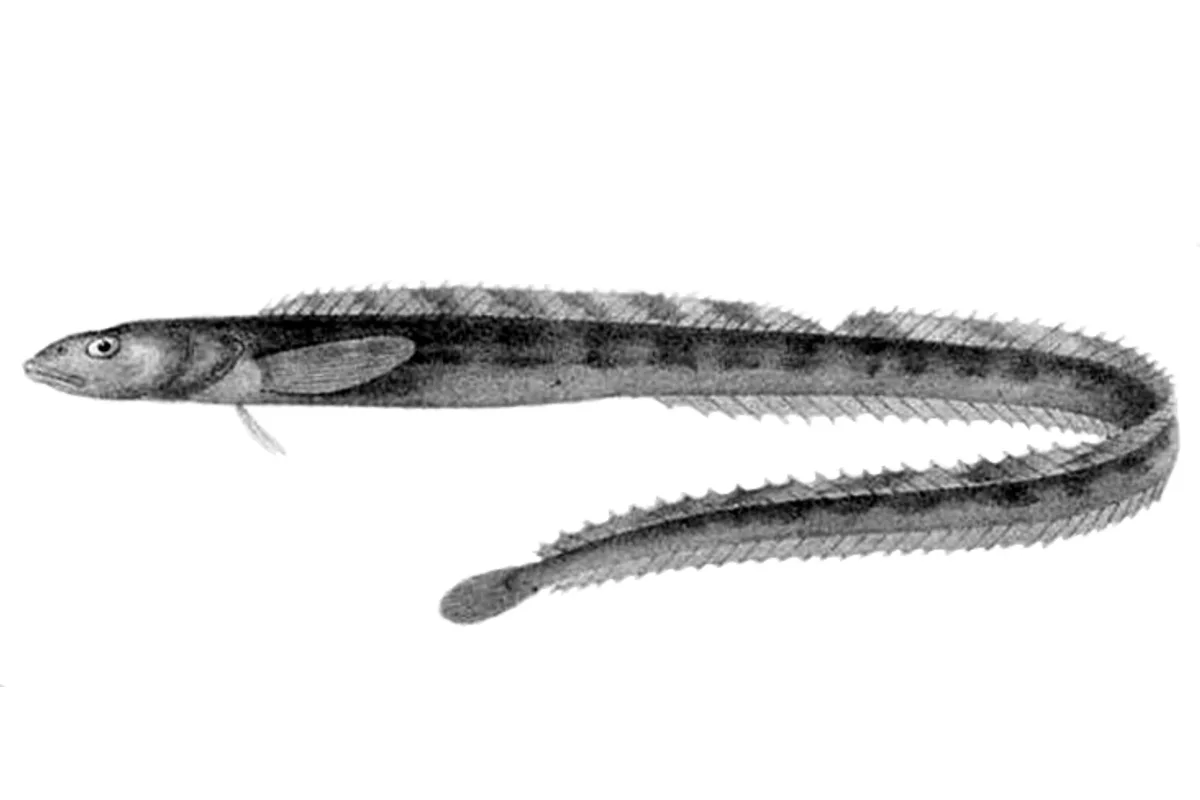 Lompénie-serpent
