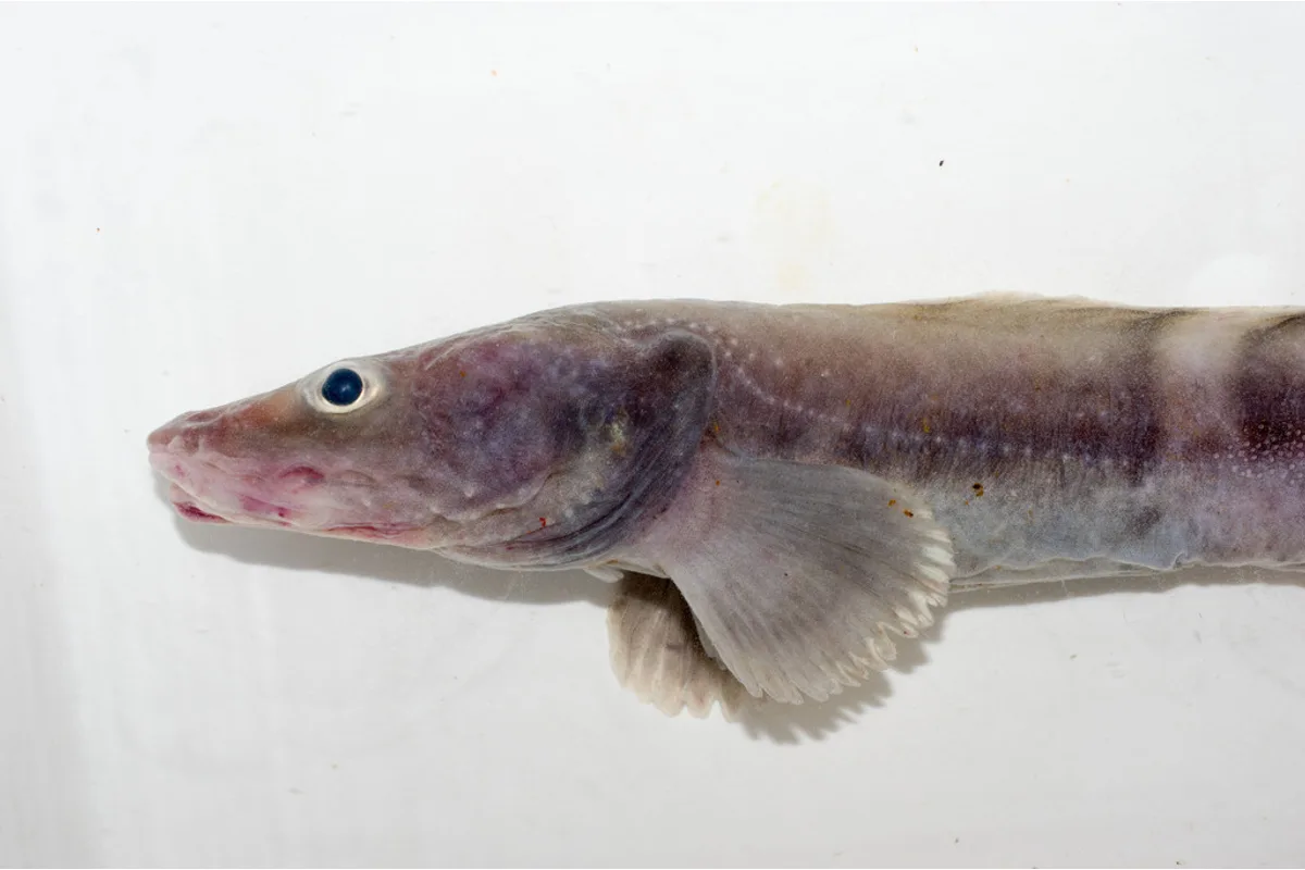 Lycode pâle