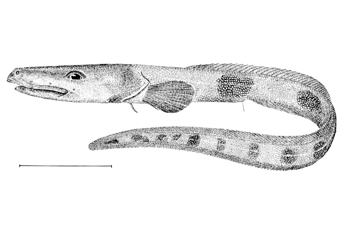 Lycode quadrillée