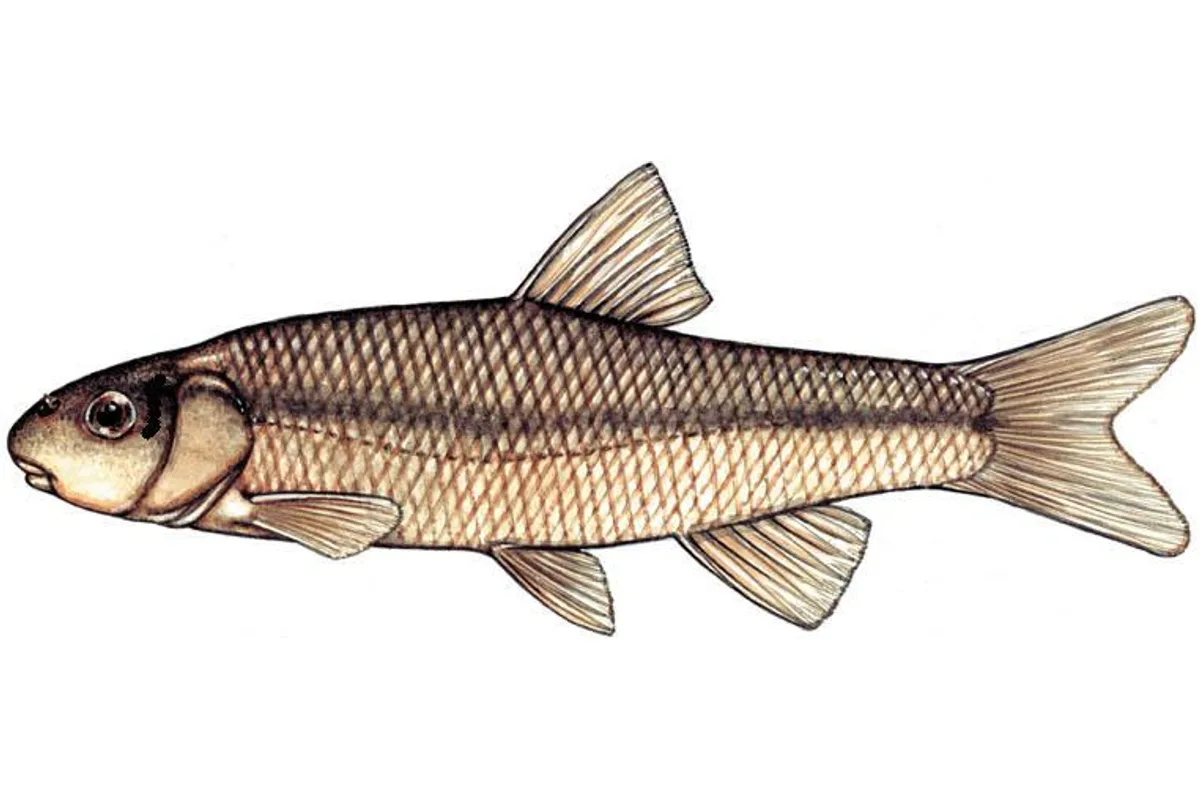 Méné bec-de-lièvre