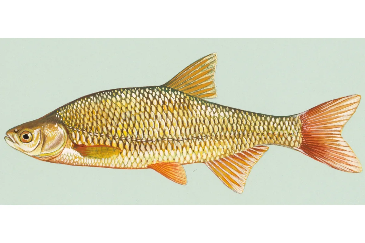 Méné jaune