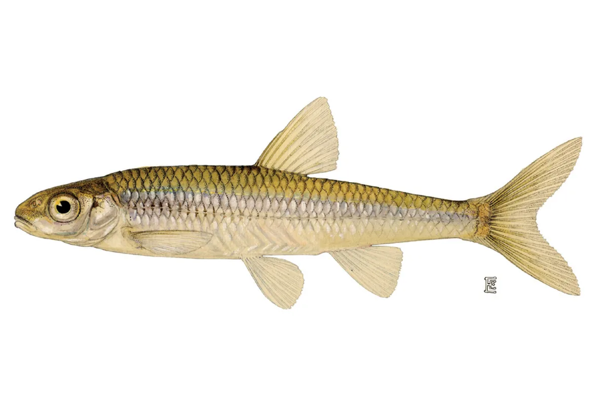 Méné pâle
