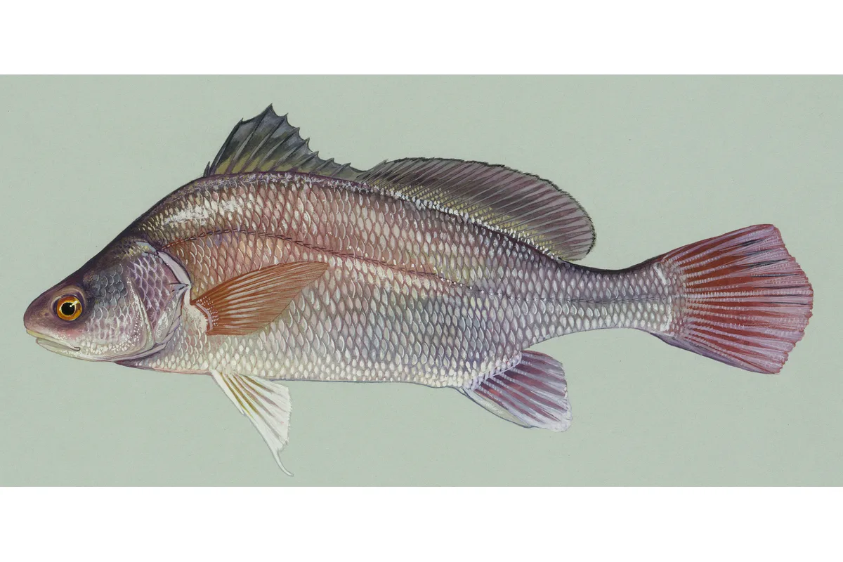 Malachigan