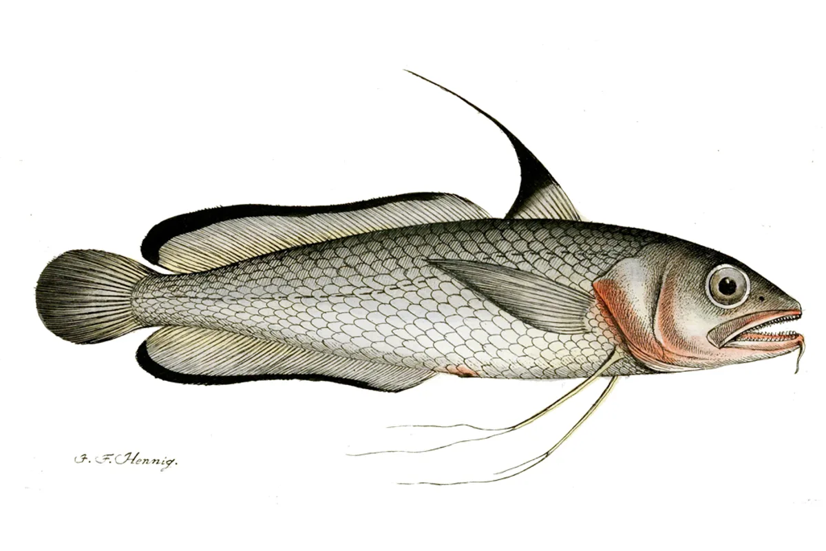 Merluche à longues nageoires | Pêcheur Québec