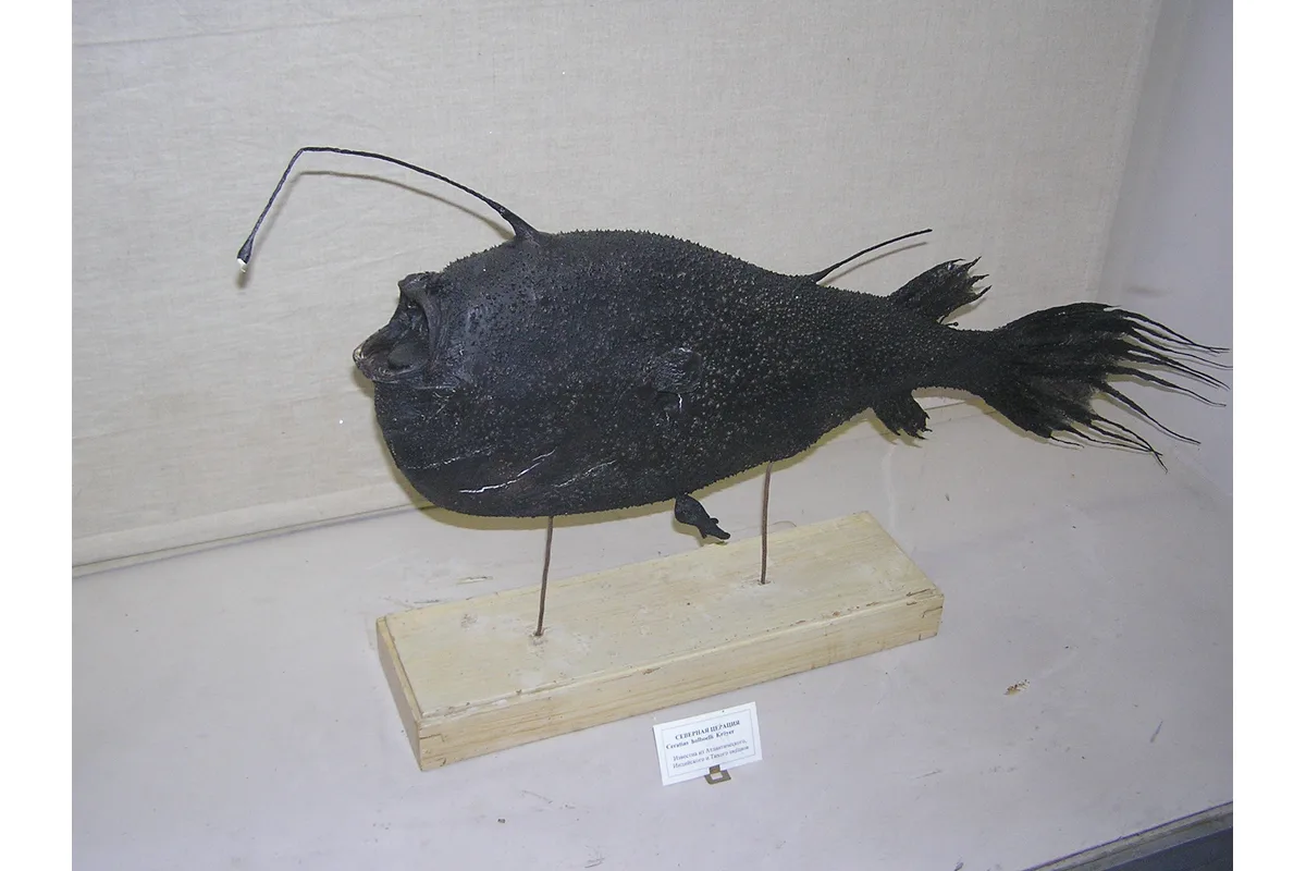 Pêcheur à deux massettes