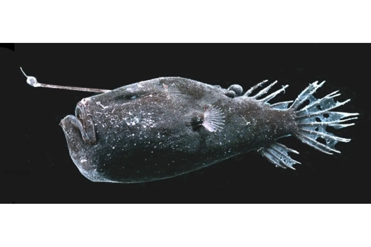 Pêcheur à trèfle