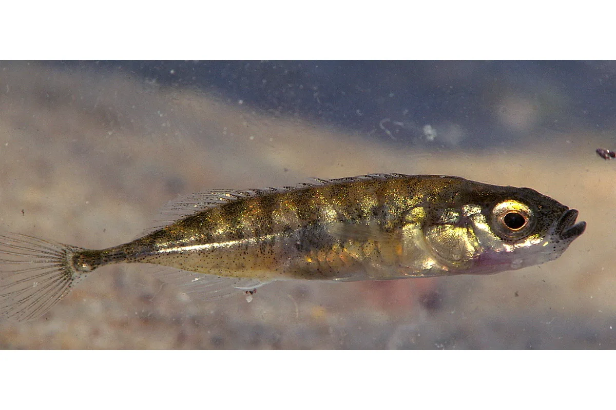 Épinochette