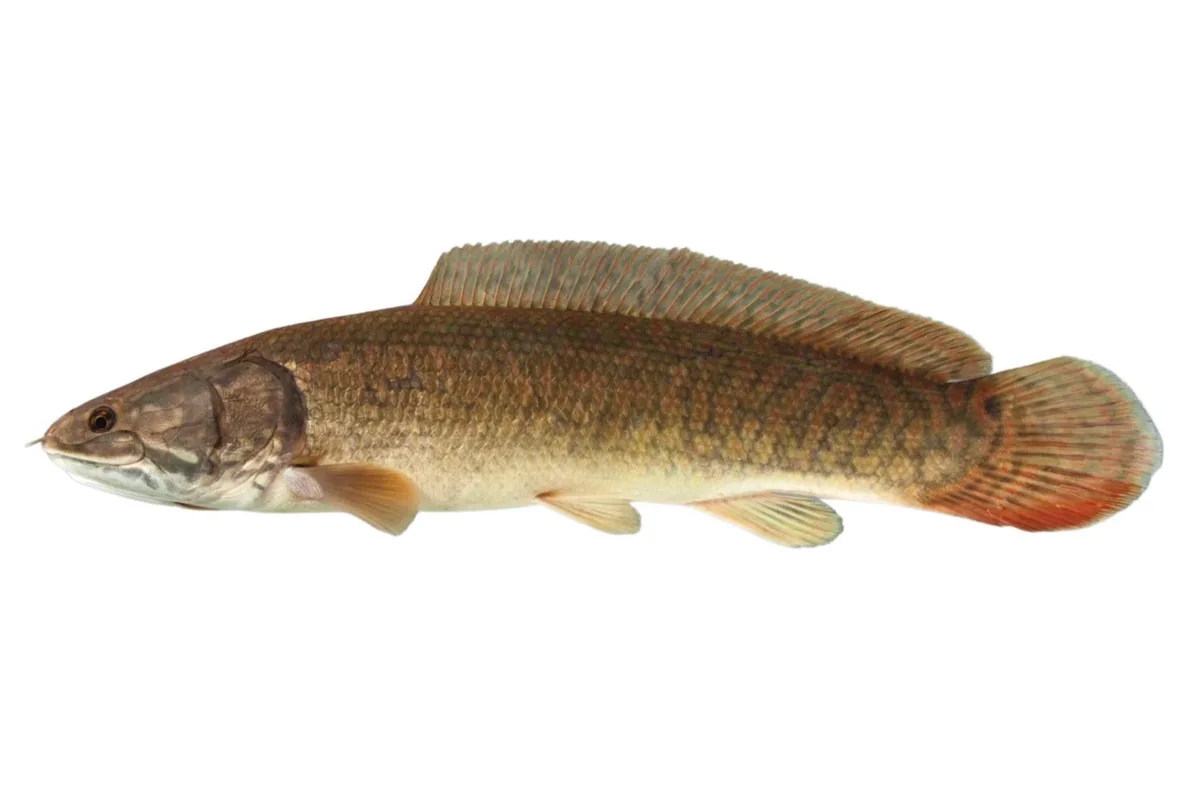 Poisson-castor