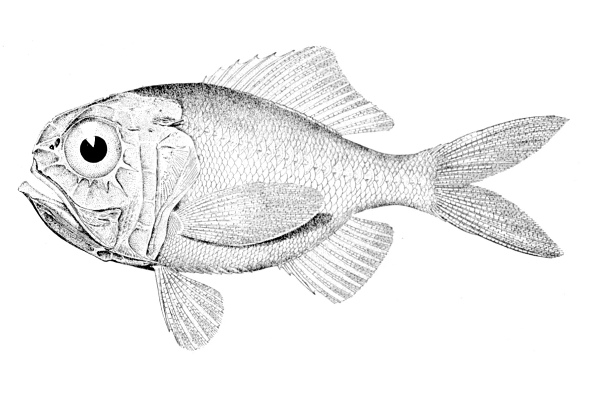 Poisson-montre