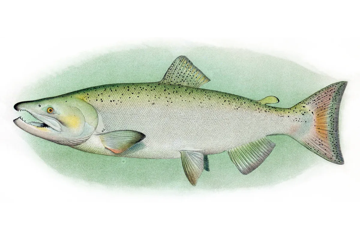 Saumon chinook