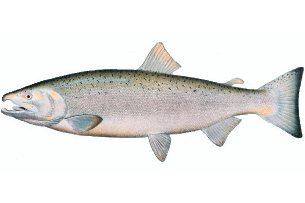 Saumon coho