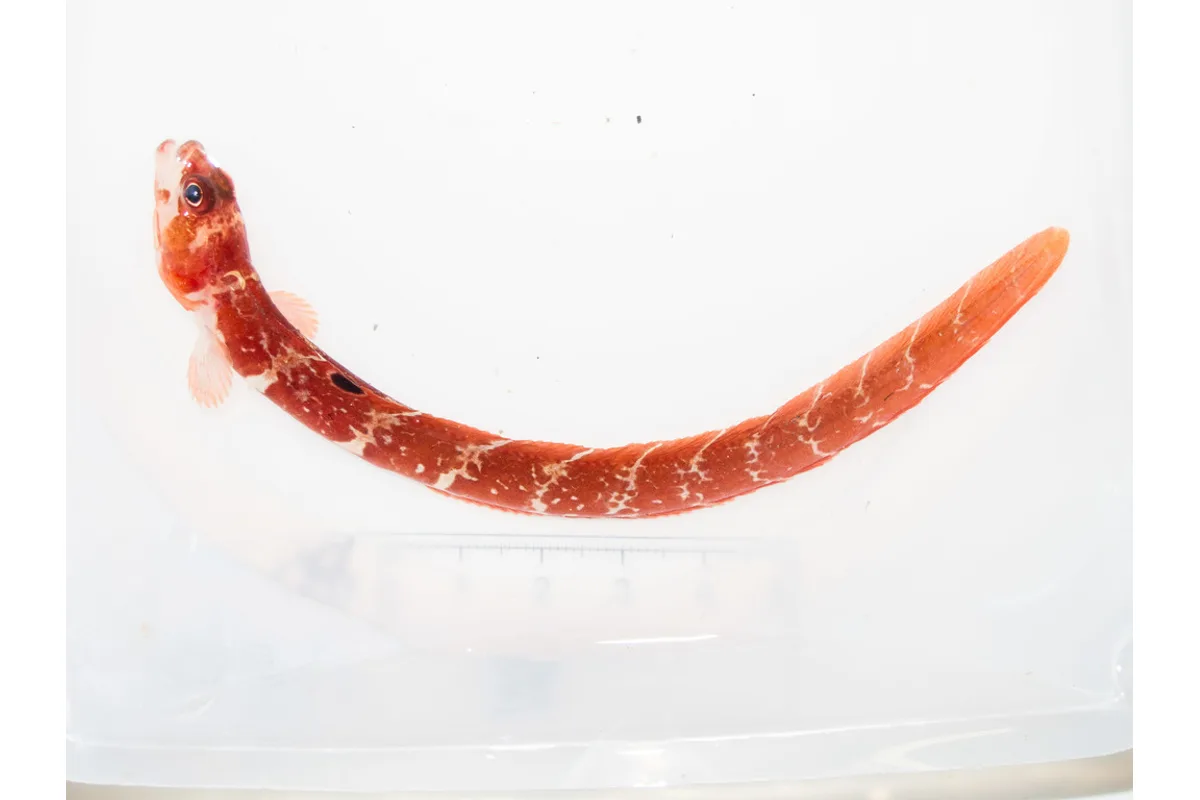 Unernak caméléon
